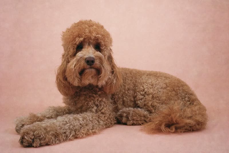 A freshly groomed curly-coated dog lying relaxed after its appointment