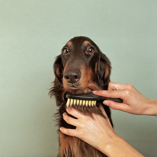 A long-coated dog being brushed out with a slicker brush
